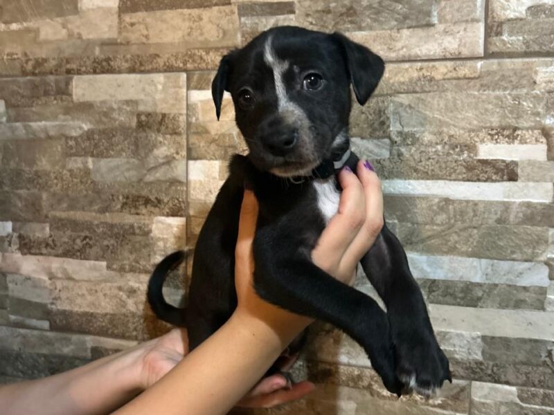 BENITO