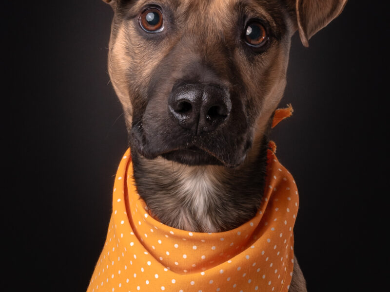 BAXTER