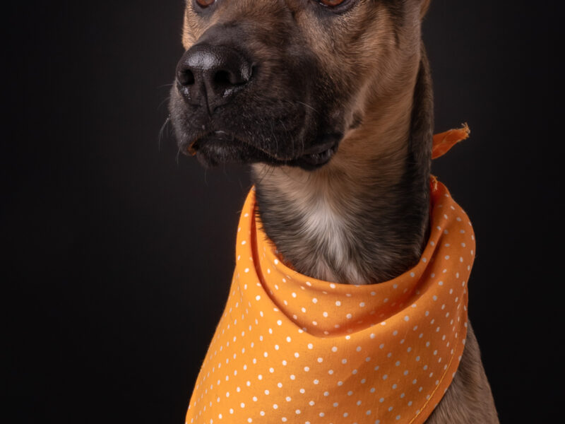 BAXTER