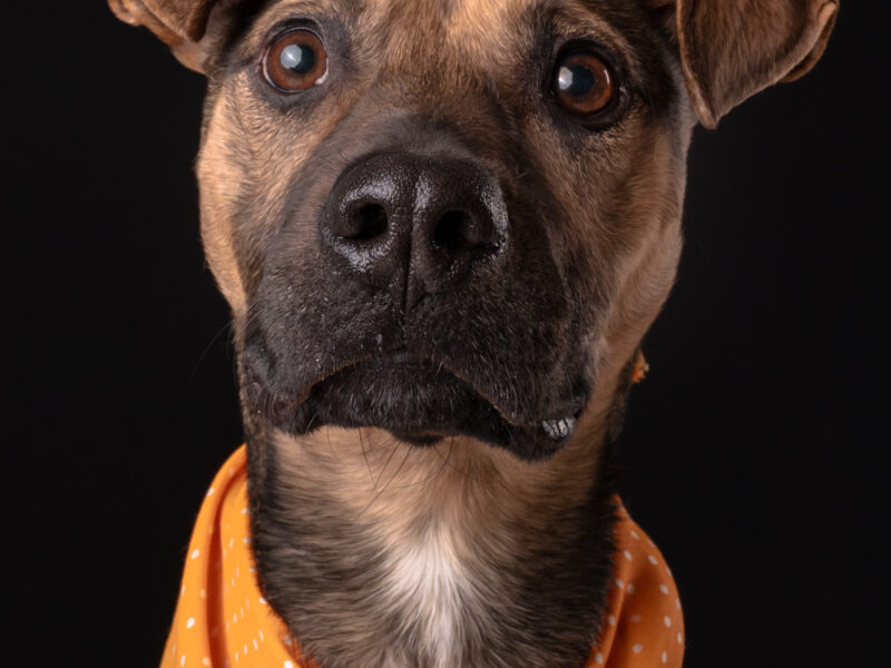 BAXTER