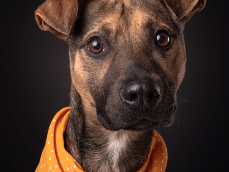 BAXTER