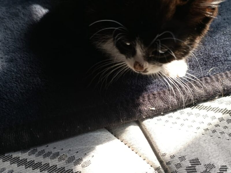 CHIQUITA