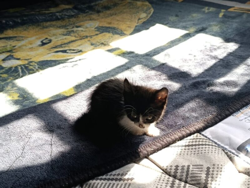 CHIQUITA