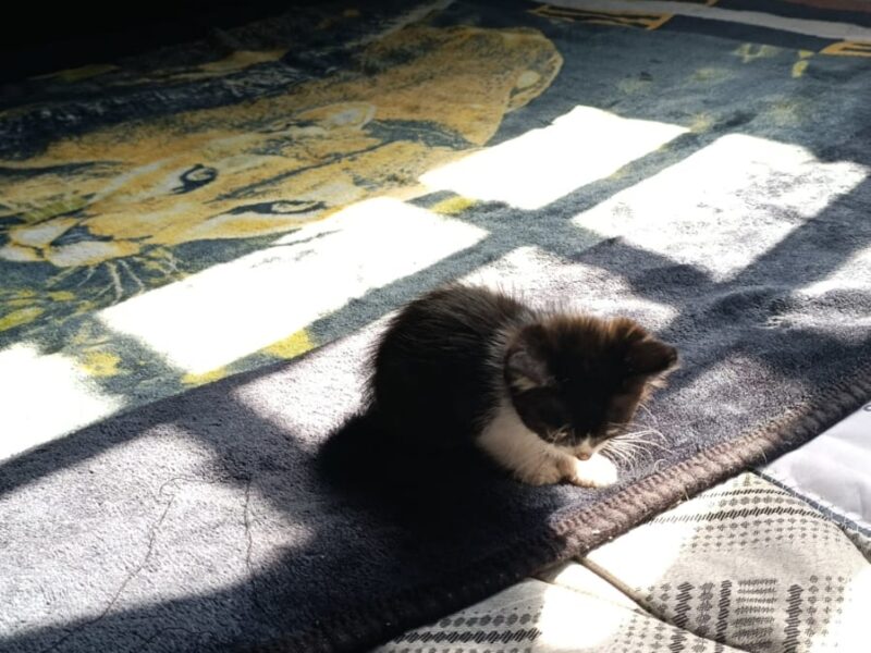CHIQUITA