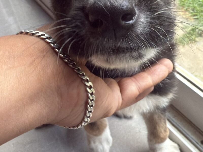 BOLI