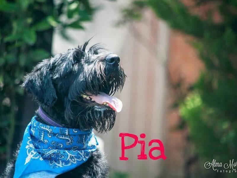 PIA