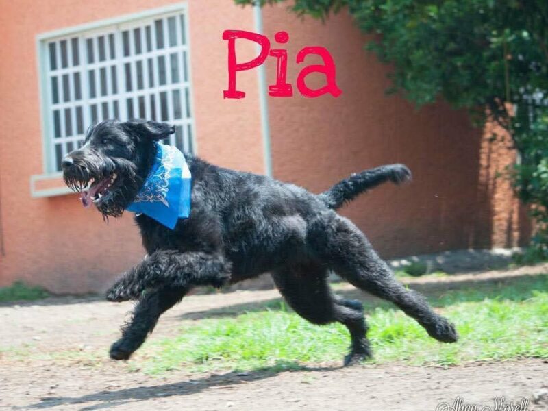 PIA