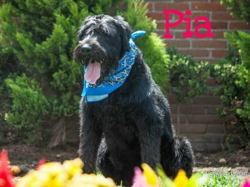 PIA