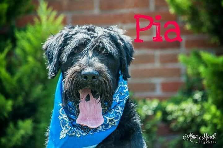 PIA