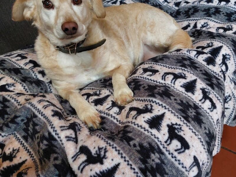 PHOEBE