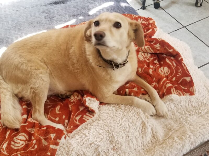 PHOEBE