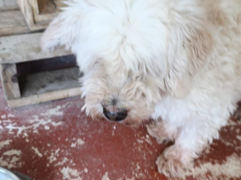 FELIPE