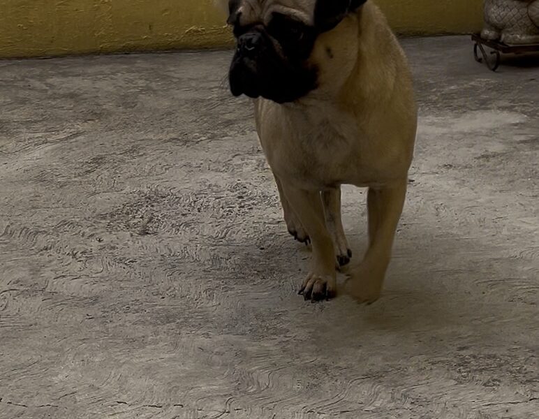 LUCAS
