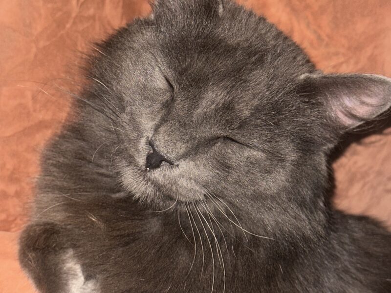 MILO