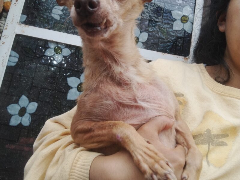 SPLINTER