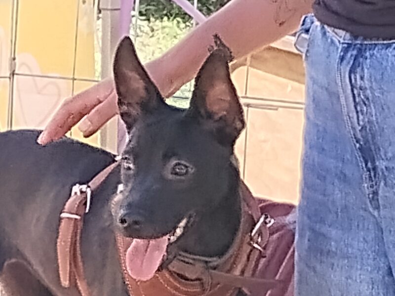 AKARY