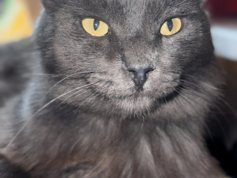 MILO