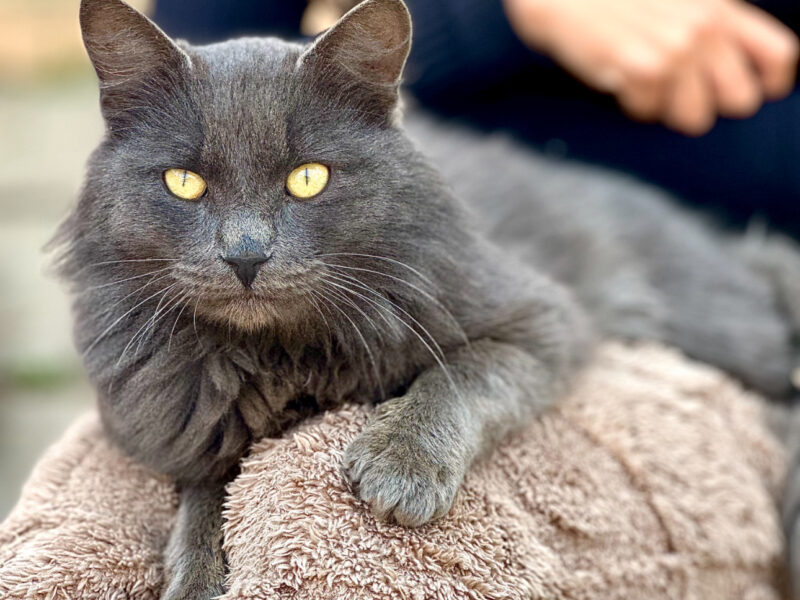 MILO