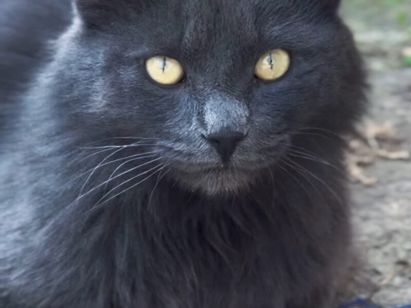 MILO