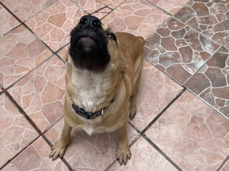 BALDO