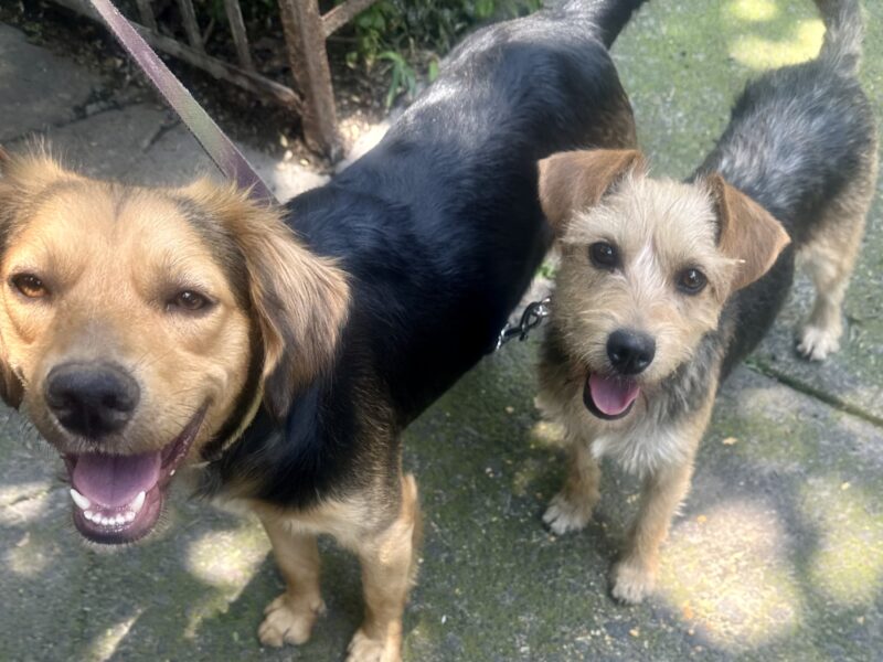 TUINKY Y WONDER