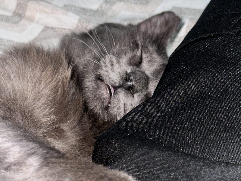 MILO
