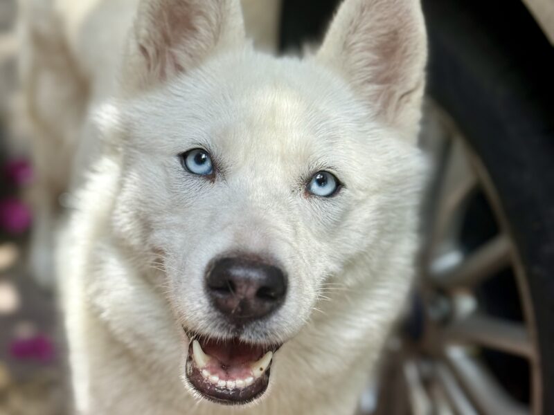 BIMBA