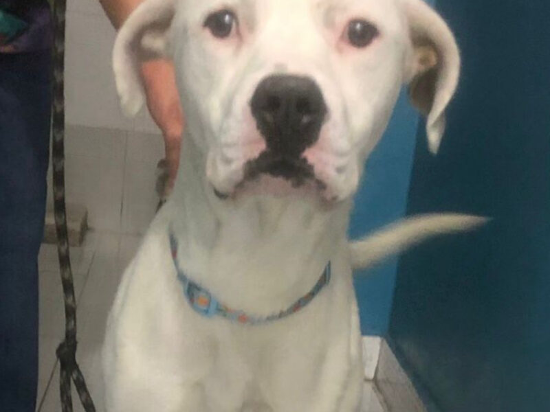 COPITO