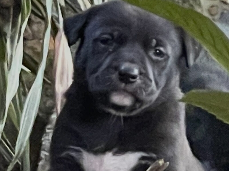 GUTZITA