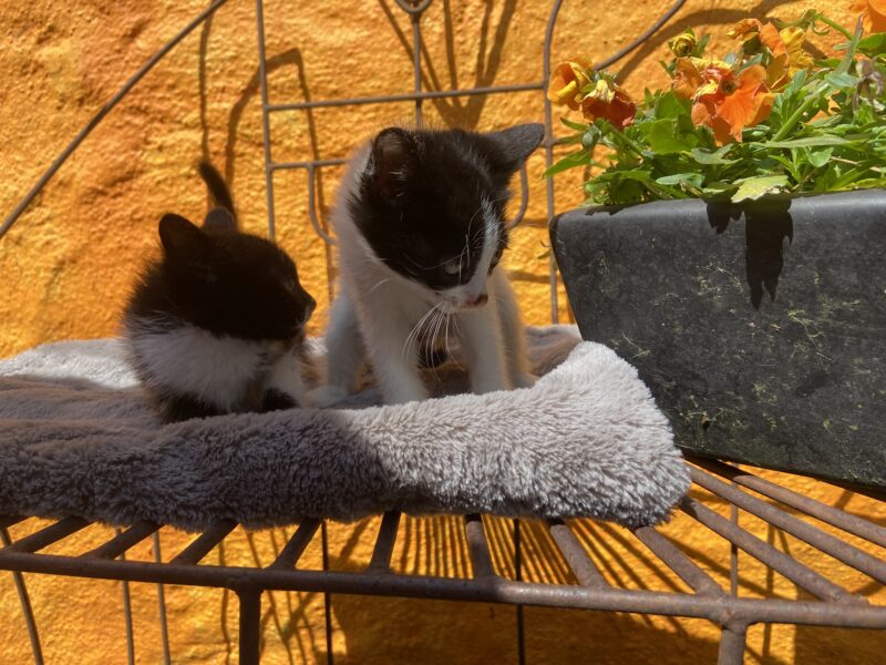 MITTENS Y BOLT