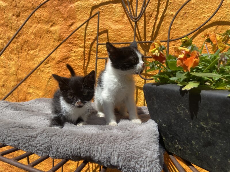MITTENS Y BOLT