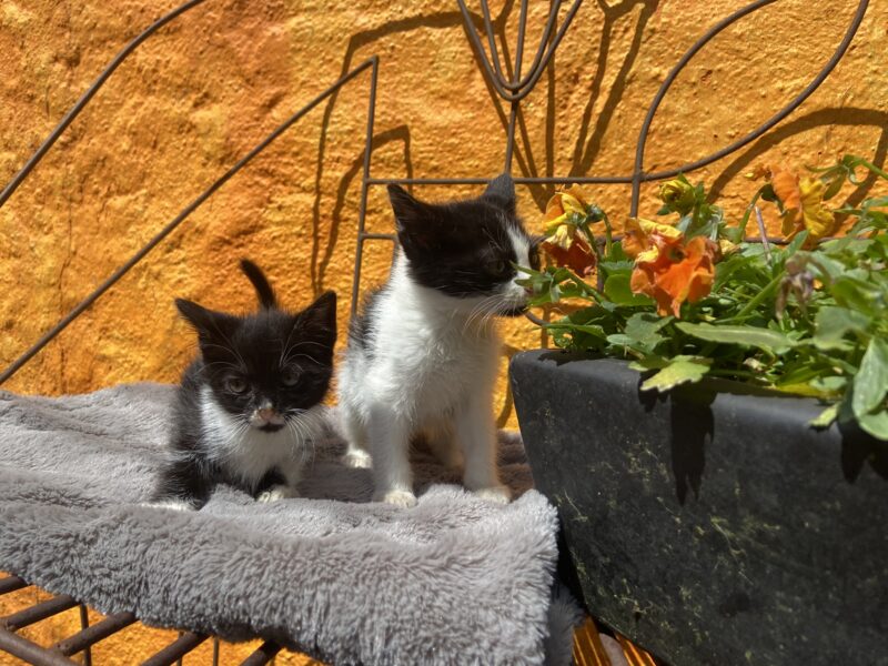 MITTENS Y BOLT