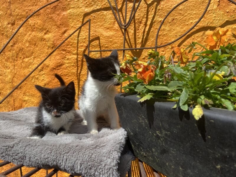 MITTENS Y BOLT