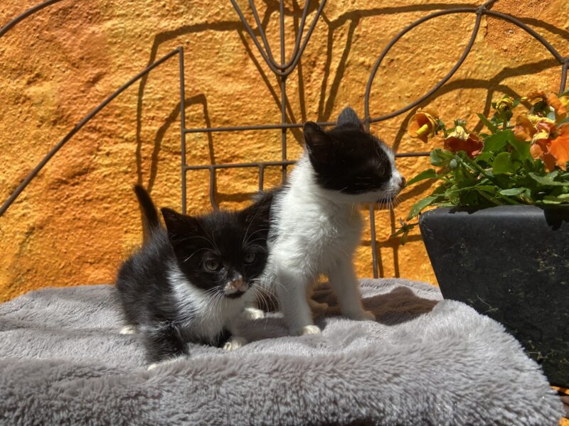 MITTENS Y BOLT