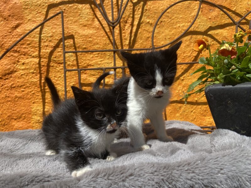 MITTENS Y BOLT