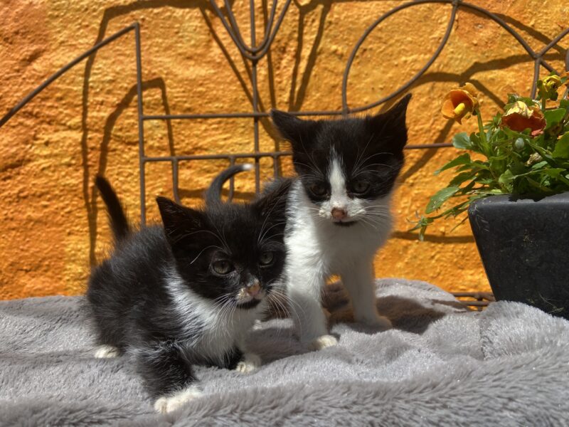 MITTENS Y BOLT