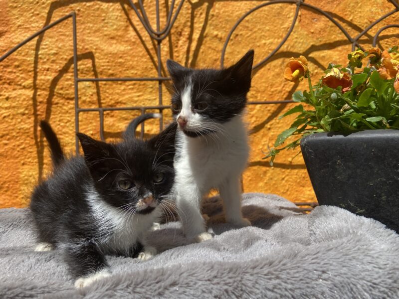 MITTENS Y BOLT