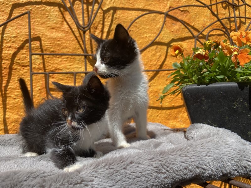 MITTENS Y BOLT