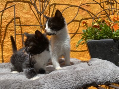 MITTENS Y BOLT