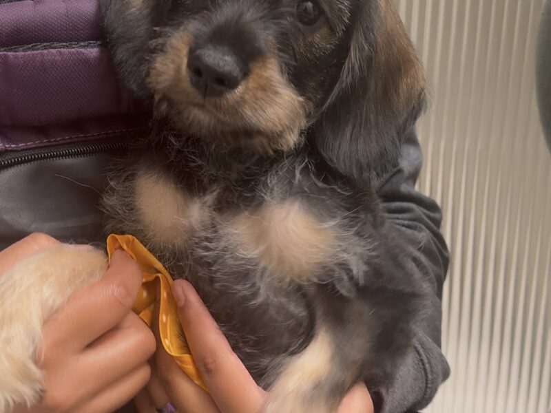MILO