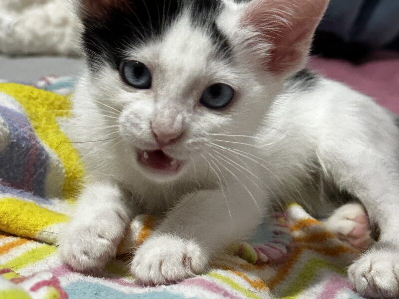 TEODORO