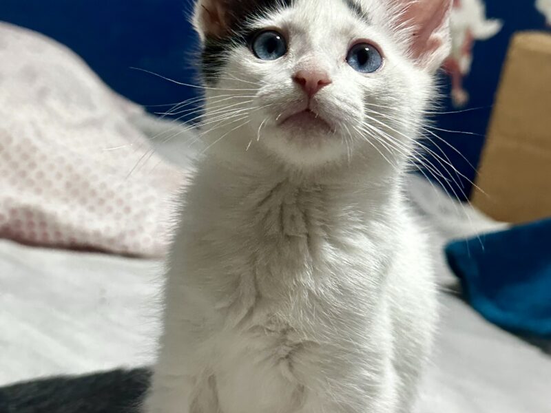TEODORO
