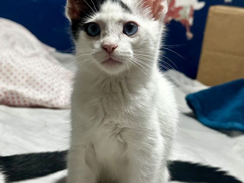 TEODORO