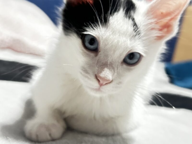 TEODORO