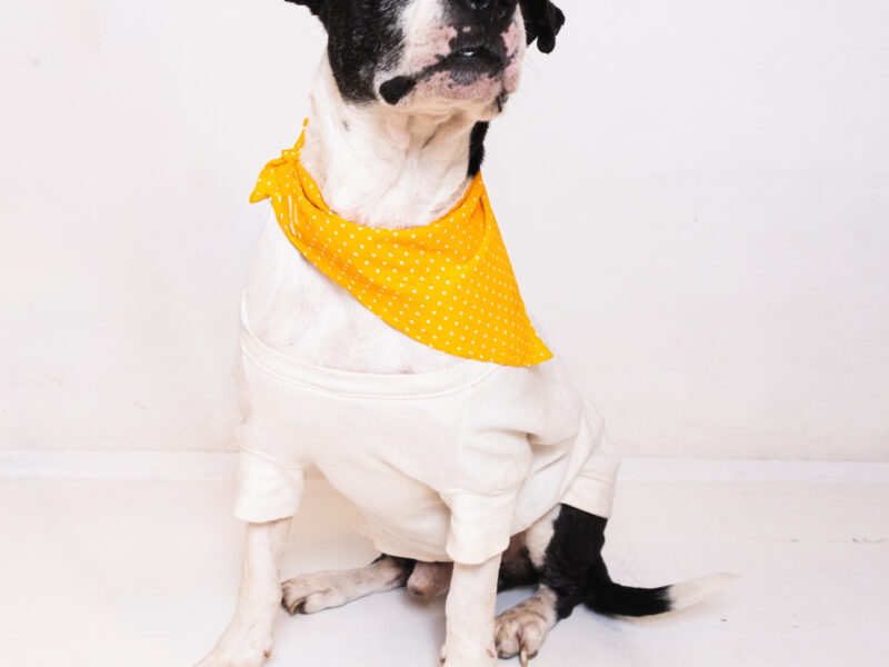 SÓCRATES