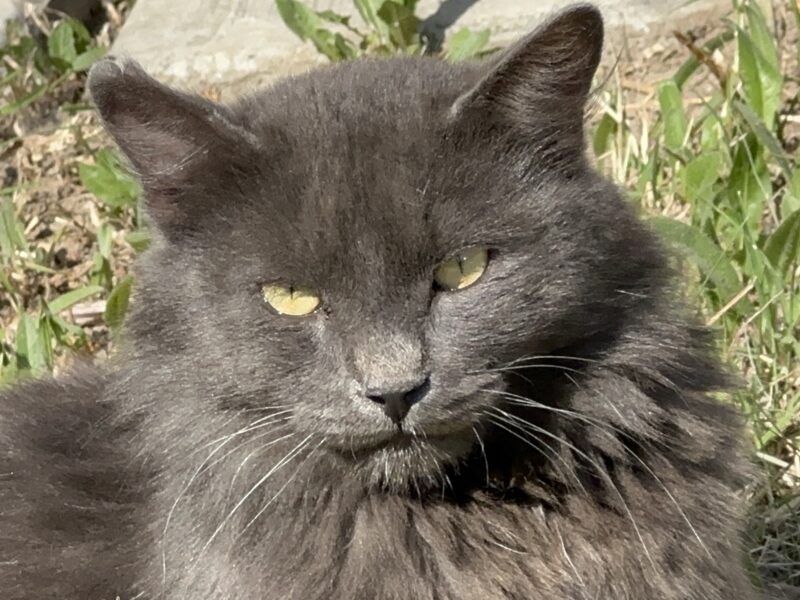 MILO
