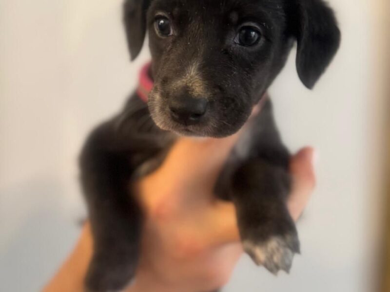 JUANITA