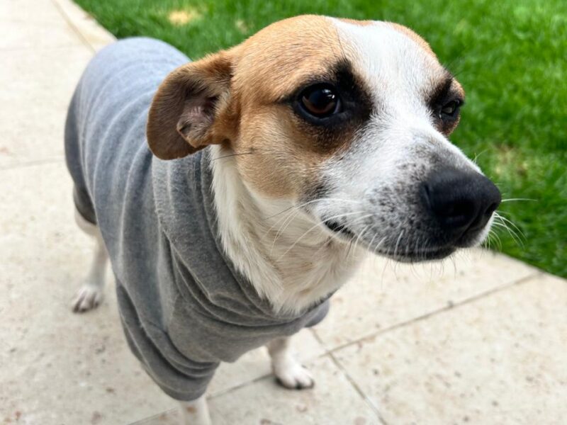 MILO