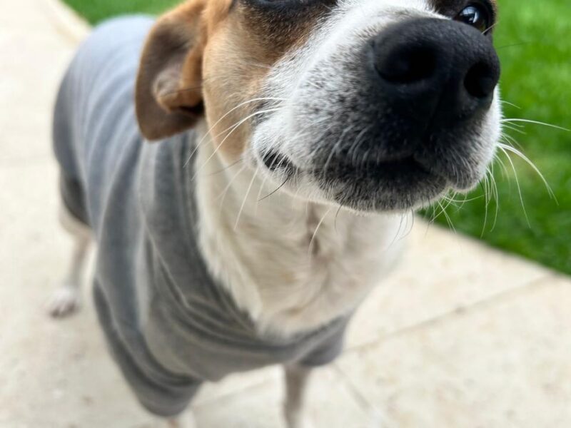 MILO