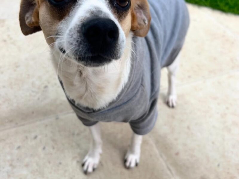 MILO